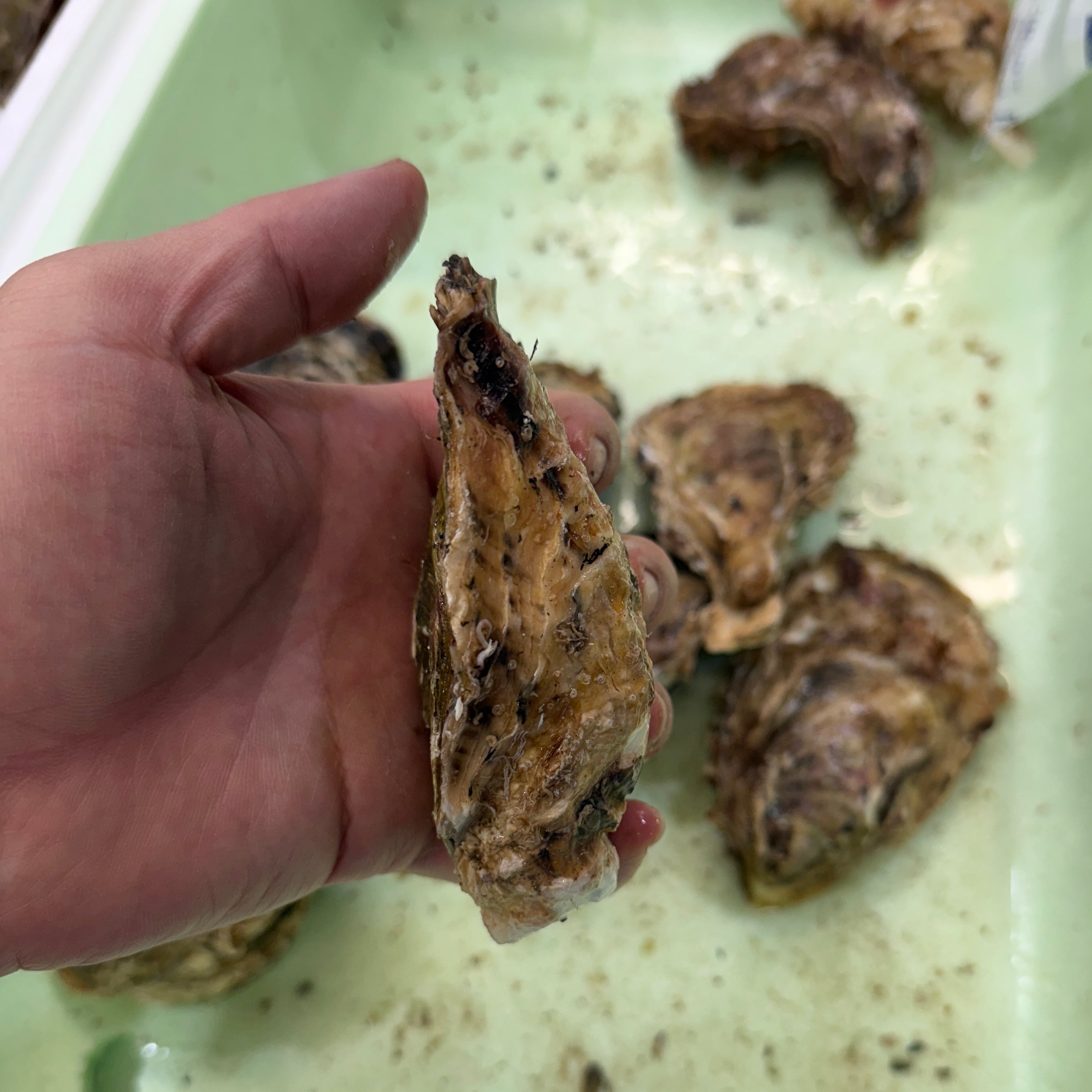 三陸産 殻付き真牡蠣 生食用 豊洲市場厳選 身入り重視 5個/10個/20個入り（1個/150-200g） 【三陸牡蠣150-200g】 冷蔵