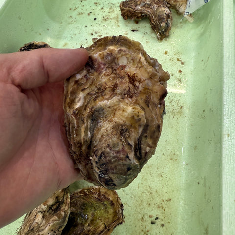 三陸産 殻付き真牡蠣 生食用 豊洲市場厳選 身入り重視 5個/10個/20個入り（1個/150-200g） 【三陸牡蠣150-200g】 冷蔵