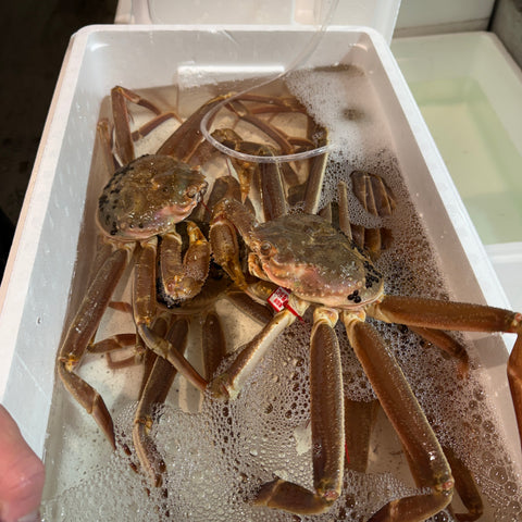 活松葉ガニ 500-600g タグ付き 山陰産（鳥取・島根・兵庫）【活ズワイガニ】豊洲直送 冷蔵