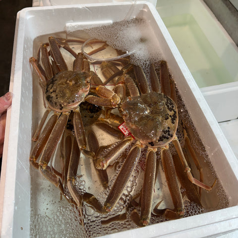 活松葉ガニ 500-600g タグ付き 山陰産（鳥取・島根・兵庫）【活ズワイガニ】豊洲直送 冷蔵