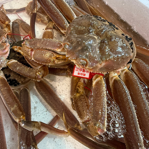 活松葉ガニ 500-600g タグ付き 山陰産（鳥取・島根・兵庫）【活ズワイガニ】豊洲直送 冷蔵