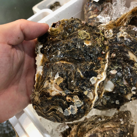 鹿島灘 天然岩牡蠣 （小・中・大サイズ）【鹿島岩ガキ】