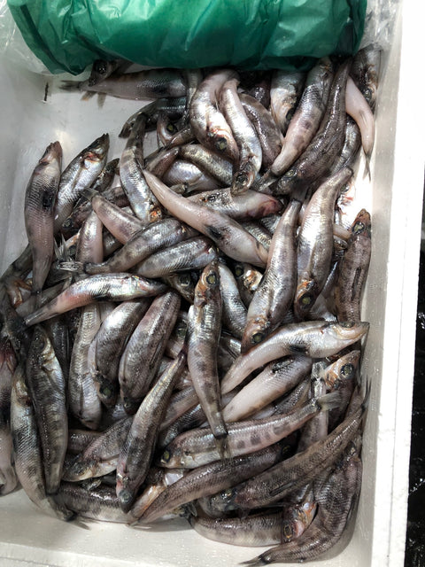 メヒカリ 目光 500g 千葉・茨城産など【メヒカリ500g】冷蔵 豊洲直送