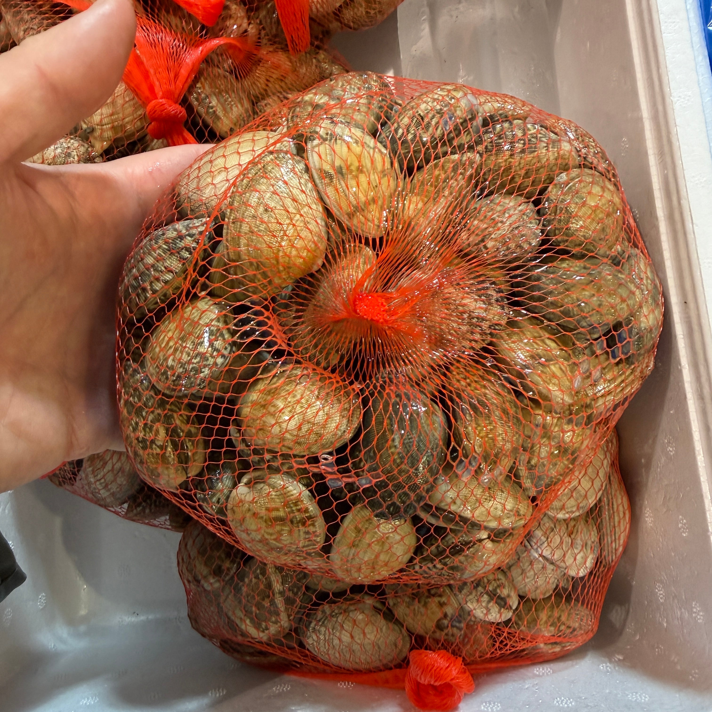 有明畜養 活あさり 1kg 殻付き 加熱用 中国産 冷蔵 | 豊洲Okawari鮮魚店