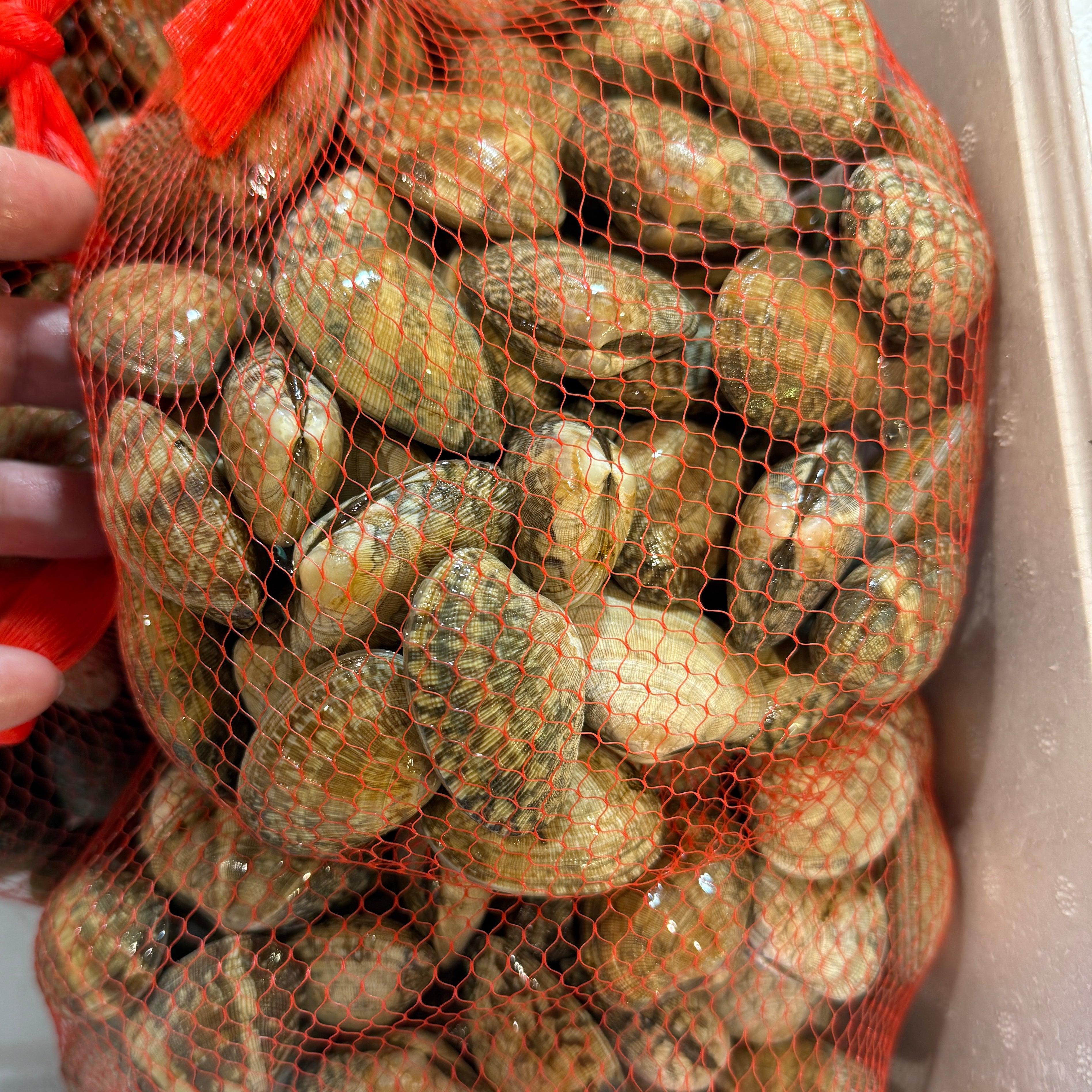 有明畜養 活あさり 1kg 殻付き 加熱用 中国産 冷蔵 | 豊洲Okawari鮮魚店
