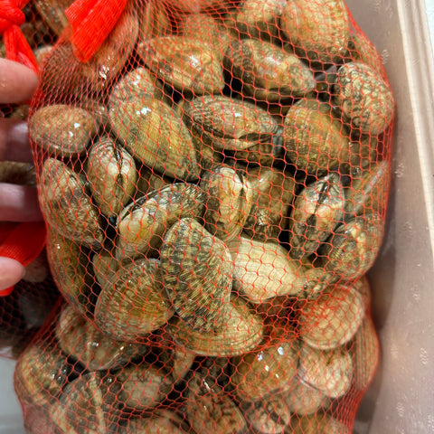 有明畜養 活あさり アサリ 殻付き 1kg（冷蔵/加熱用）身入り重視 中国産 有明畜養