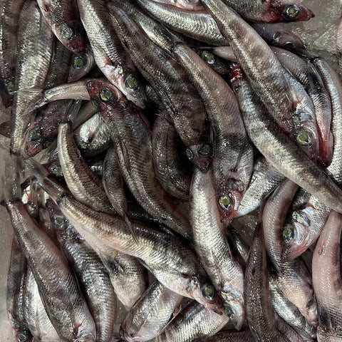メヒカリ 目光 500g 千葉・茨城産など【メヒカリ500g】冷蔵 豊洲直送