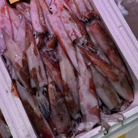 子無しヤリイカ 1kg｜煮付け向き 1杯50-100g前後 冷蔵