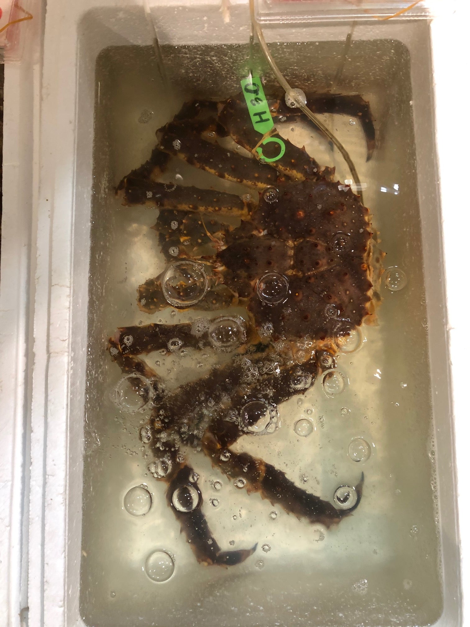 鮮魚通販［豊洲 Okawari鮮魚店］活 特大タラバガニ 2.7-3kg 北海道