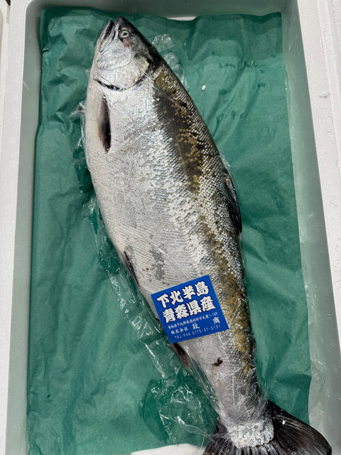 特選サクラマス