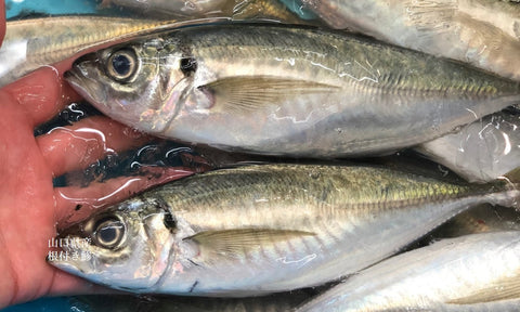 豊洲 Okawari 鮮魚店