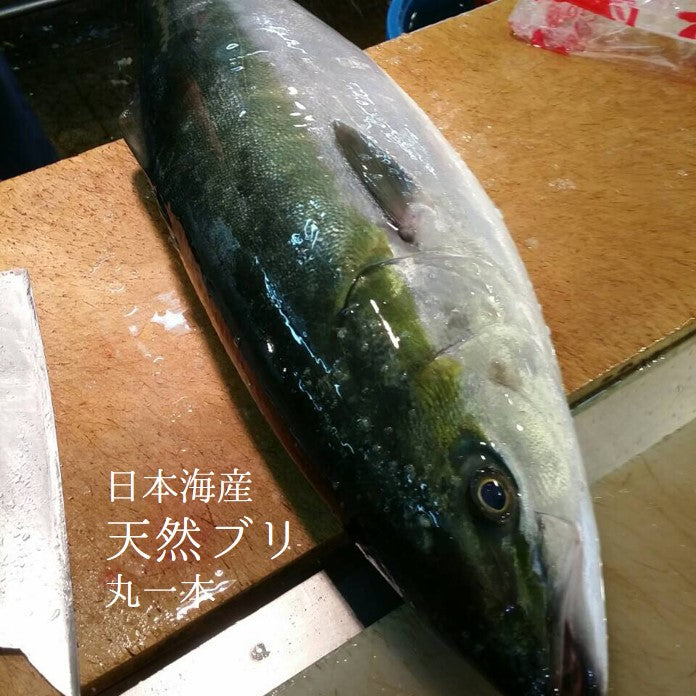 鮮魚通販［豊洲 Okawari 鮮魚店］氷見 寒ブリ 最高級 鰤 1尾10-11キロ