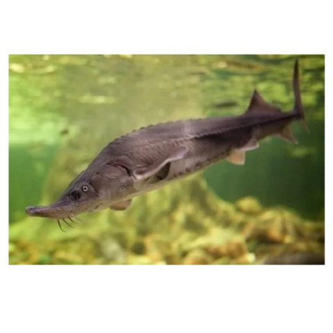 アルテス キャビア バエリ・ロワイヤル 15g フランス加工 [正規代理店直送]