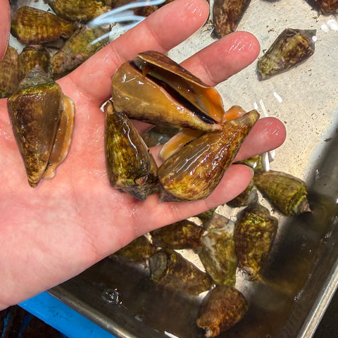 三重県産チャンバラ貝の商品写真 2｜豊洲Okawari鮮魚店