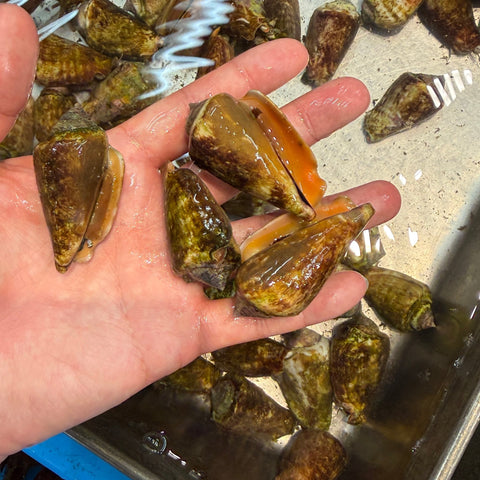 三重県産チャンバラ貝の商品写真 3｜豊洲Okawari鮮魚店
