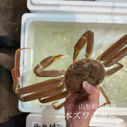 活ズワイガニ（本ズワイガニ） 山形県由良産 １杯400g/500gサイズ【由良産活ズワイ】冷蔵 豊洲直送