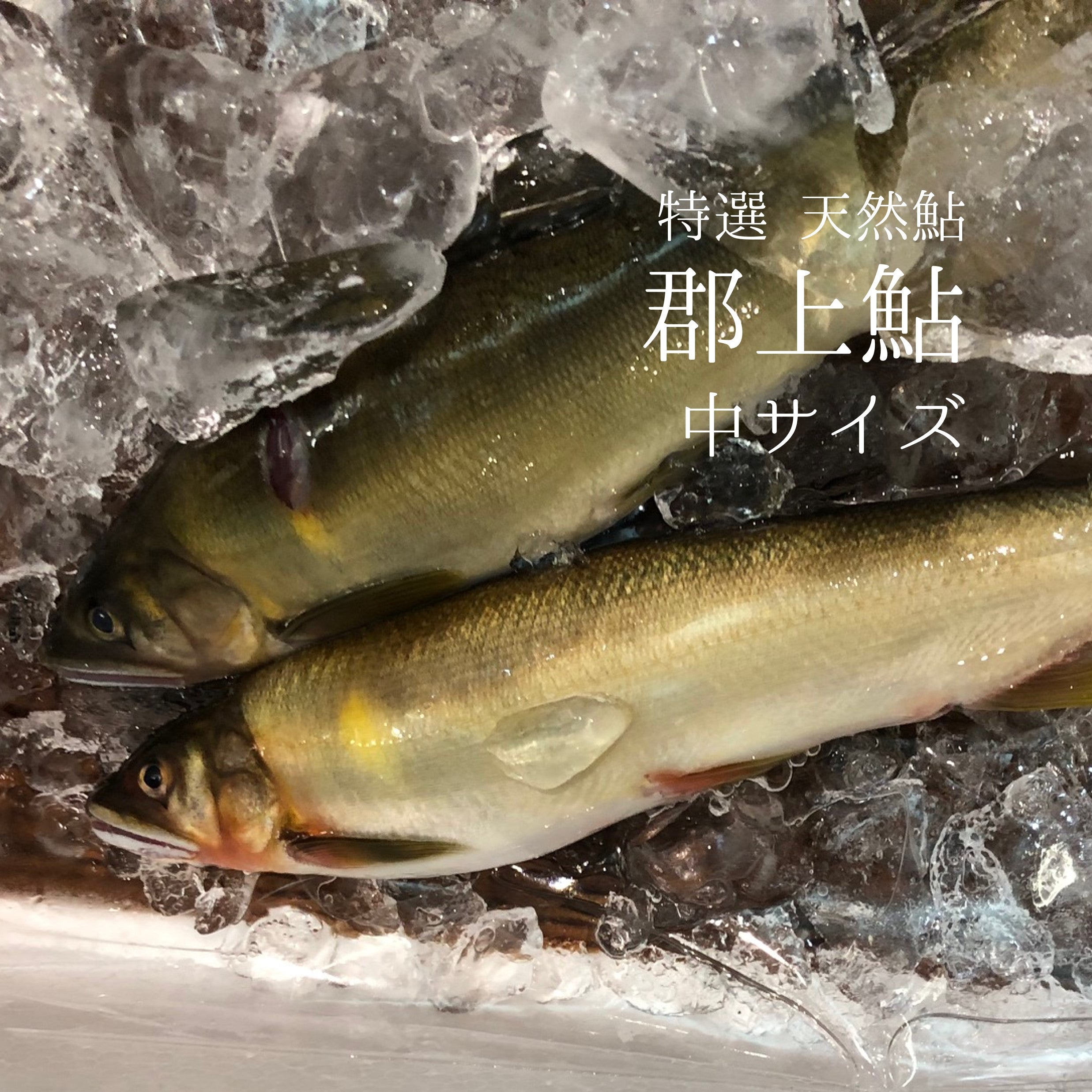 郡上鮎 特選 天然鮎（アユ）岐阜県長良川産 4本（1本50-60g前後）【郡上アユ50gｘ4尾】冷蔵 豊洲直送