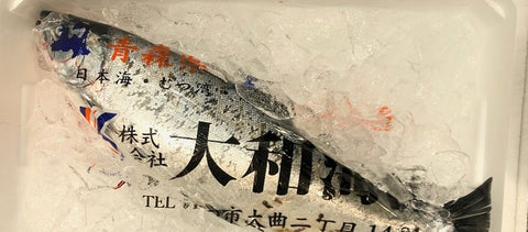 特選サクラマス