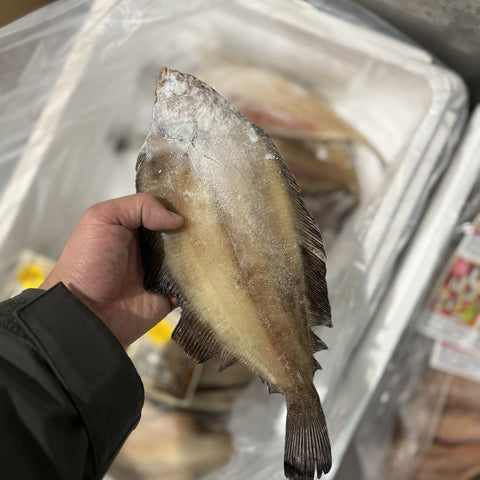干しかれい（ヒレグロ）北海道産 低温熟成 豊洲直送 冷凍
