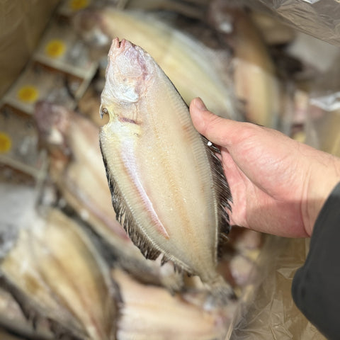 干しかれい（ヒレグロ）北海道産 低温熟成 豊洲直送 冷凍