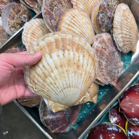 超特大ホタテ貝 殻付き 「潤帆（じゅんほ）」北海道野付産 2枚【ジュンホ 2枚入】豊洲直送 冷蔵