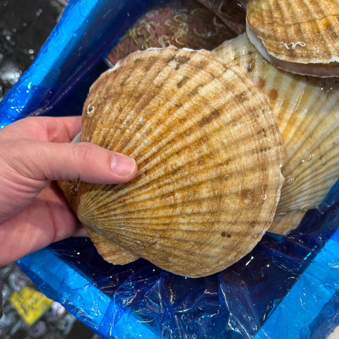 超特大ホタテ貝 殻付き 「潤帆（じゅんほ）」北海道野付産 2枚【ジュンホ 2枚入】豊洲直送 冷蔵