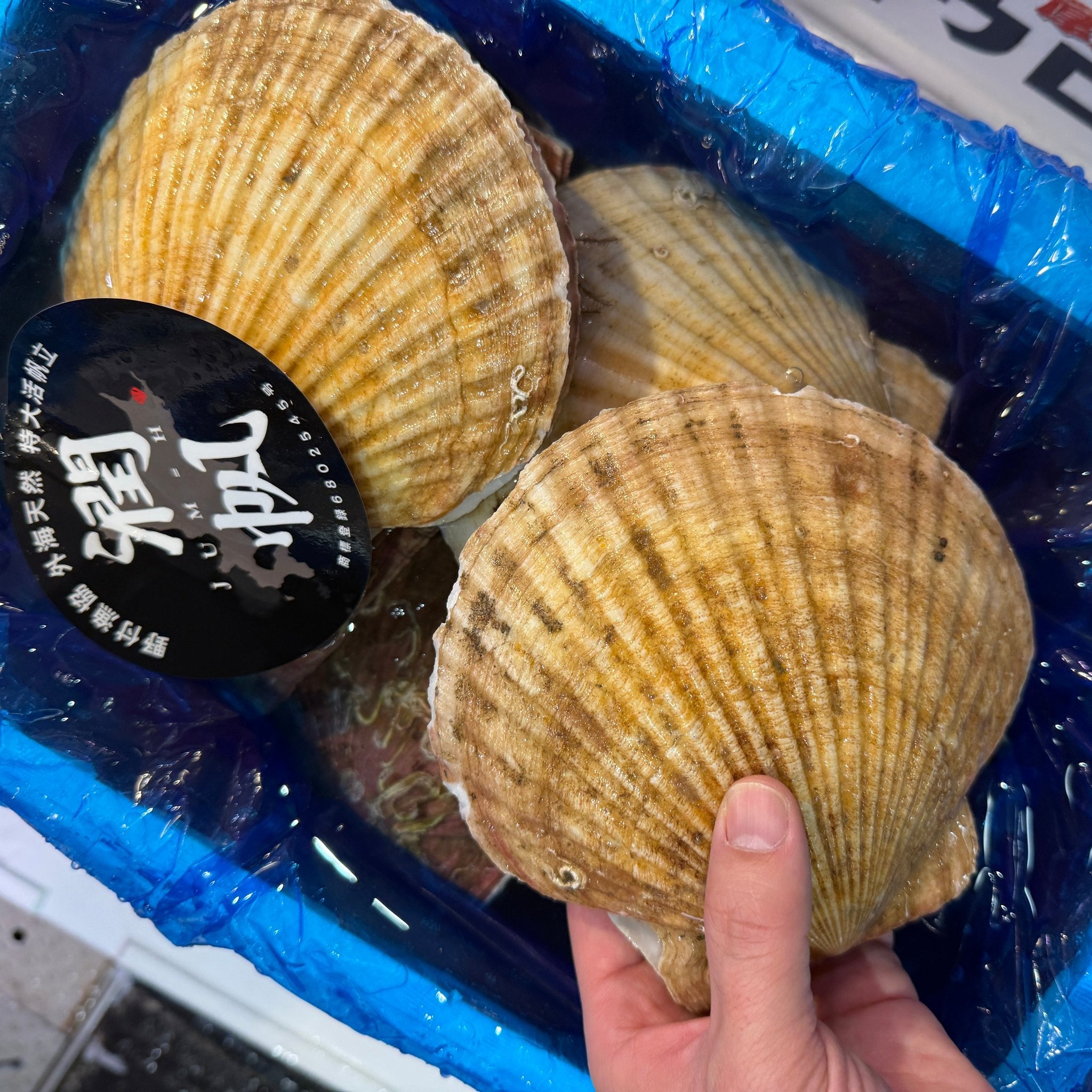 超特大ホタテ貝 殻付き 「潤帆（じゅんほ）」北海道野付産 2枚