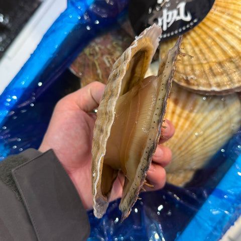 超特大ホタテ貝 殻付き 「潤帆（じゅんほ）」北海道野付産 2枚【ジュンホ 2枚入】豊洲直送 冷蔵