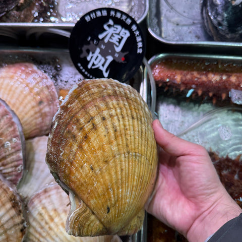 超特大ホタテ貝 殻付き 「潤帆（じゅんほ）」北海道野付産 2枚【ジュンホ 2枚入】豊洲直送 冷蔵