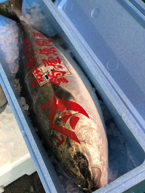 氷見 寒ブリ 最高級 鰤 1尾11キロアップ【氷見ブリ】冷蔵 豊洲直送