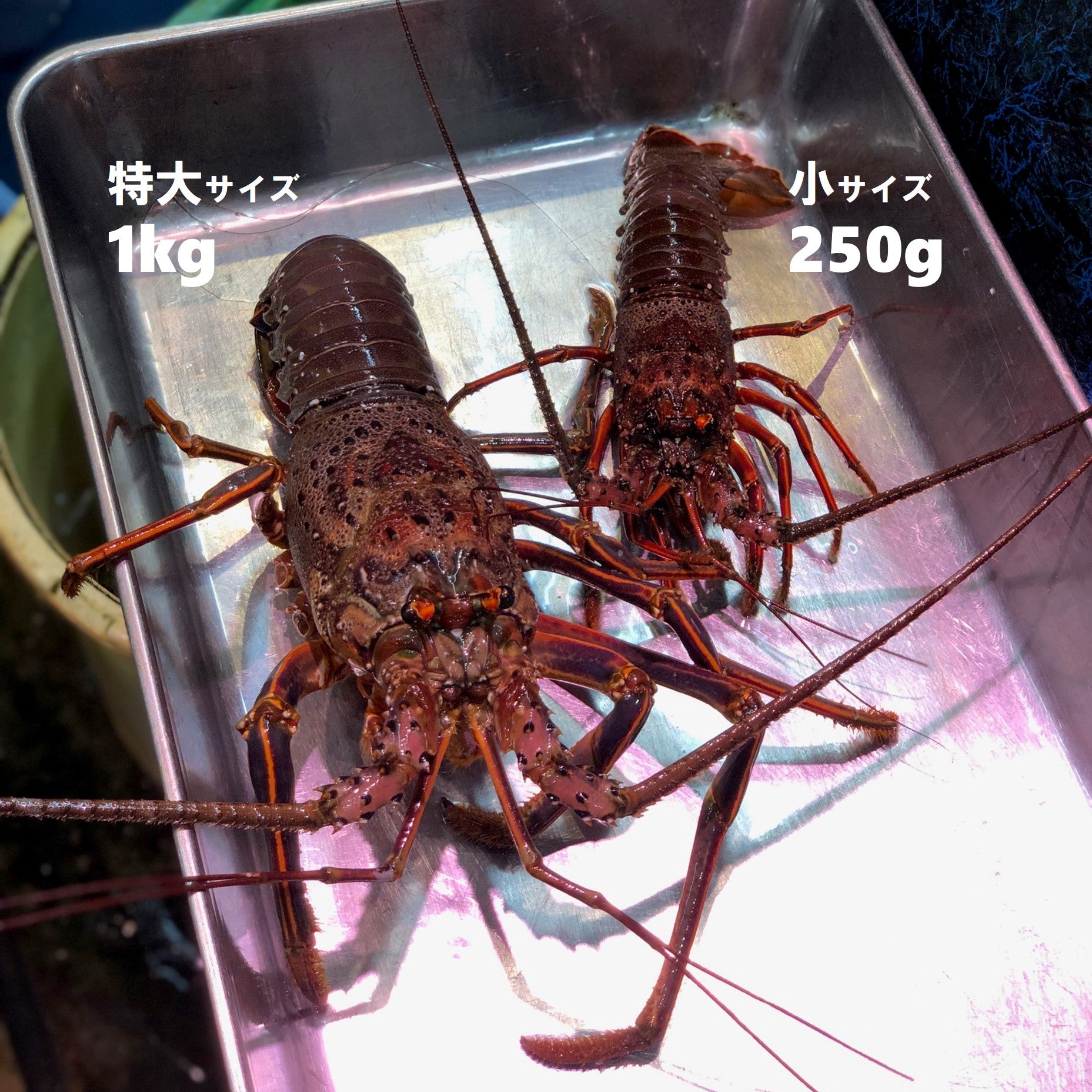 活伊勢海老 伊勢エビ 国産（伊勢・紀伊・鹿島・千葉 他）［豊洲直送］イセエビ【伊勢えび】 冷蔵