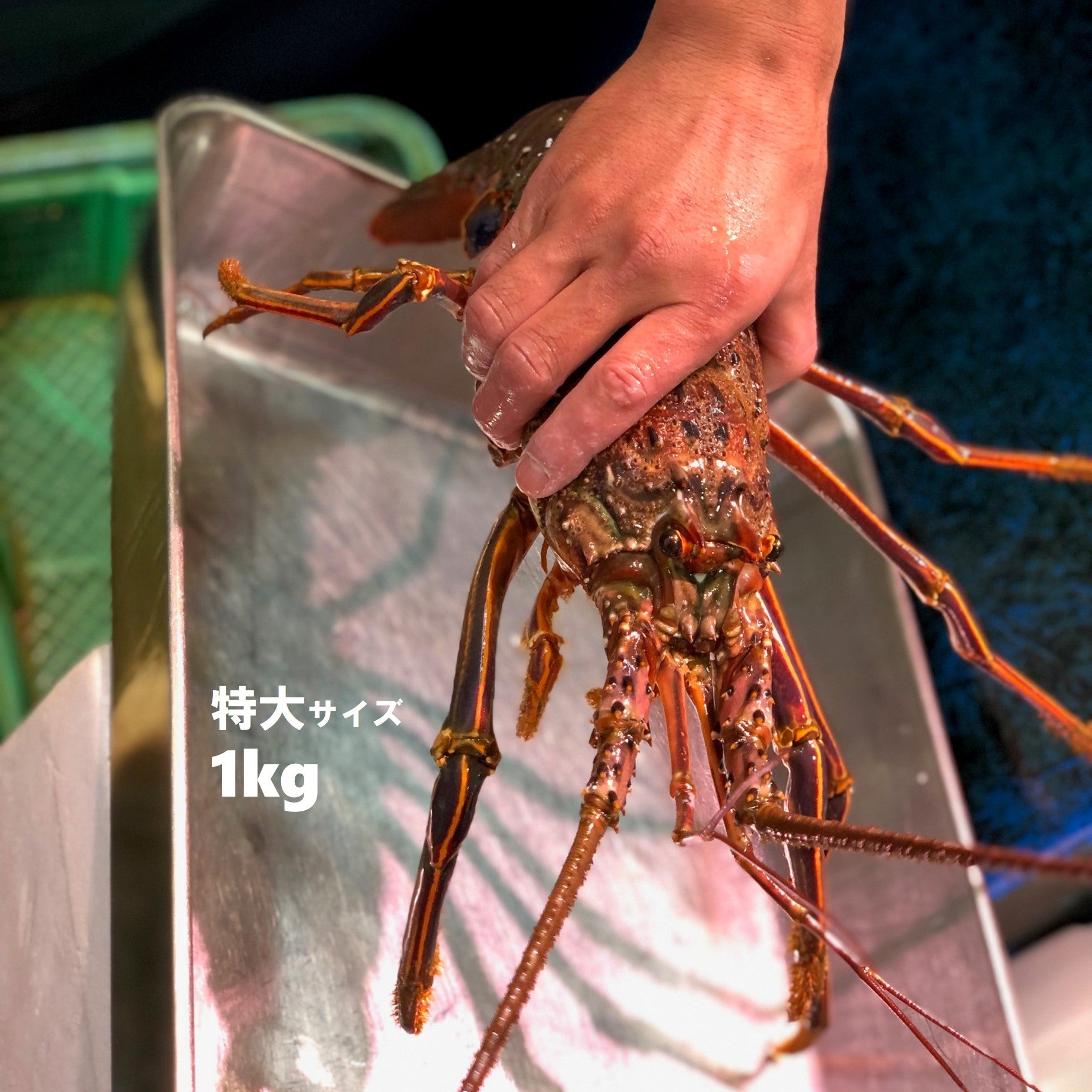 活伊勢海老 伊勢エビ 国産（伊勢・紀伊・鹿島・千葉 他）［豊洲直送］イセエビ【伊勢えび】 冷蔵