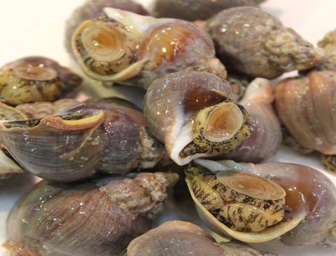 活イソツブ 活磯ツブ ツブ貝 北海道産 高級貝類【磯ツブ500g】 冷蔵 豊洲直送