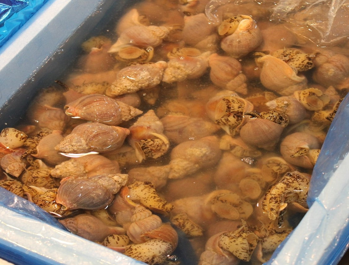 活イソツブ 活磯ツブ ツブ貝 北海道産 高級貝類【磯ツブ500g】 冷蔵