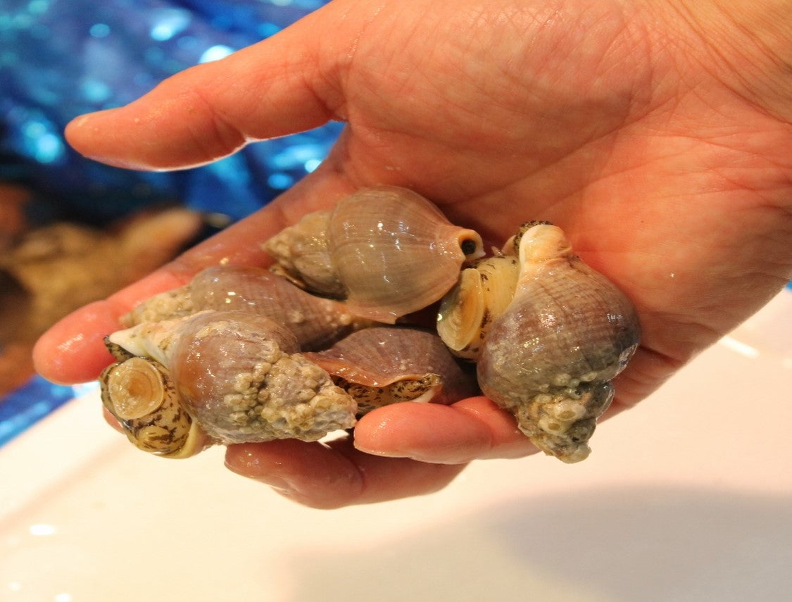 ありつぶ 活イソツブ 活磯ツブ ツブ貝 北海道産 高級貝類【磯ツブ500g】 冷蔵