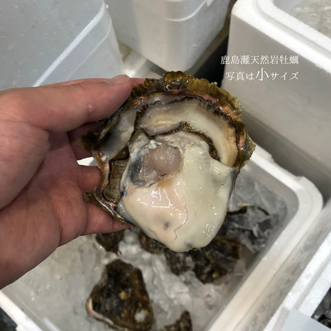 鹿島灘 天然岩牡蠣 （小・中・大サイズ）【鹿島岩ガキ】