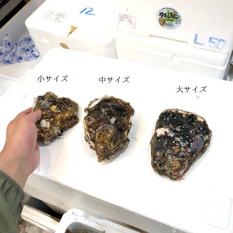 鹿島灘 天然岩牡蠣 （小・中・大サイズ）【鹿島岩ガキ】