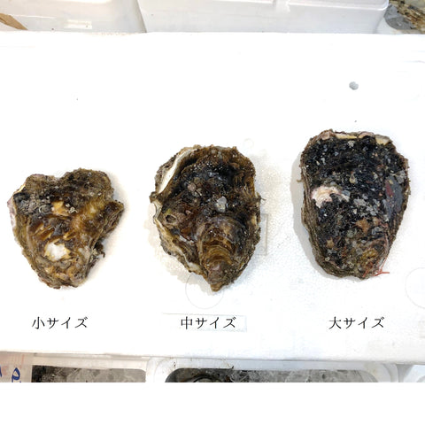 鹿島灘 天然岩牡蠣 （小・中・大サイズ）【鹿島岩ガキ】