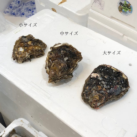 鹿島灘 天然岩牡蠣 （小・中・大サイズ）【鹿島岩ガキ】