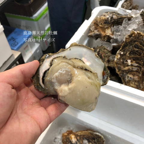 鹿島灘 天然岩牡蠣 （小・中・大サイズ）【鹿島岩ガキ】
