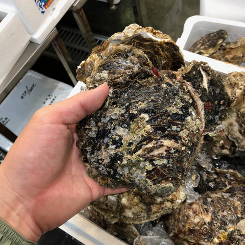 鹿島灘 天然岩牡蠣 （小・中・大サイズ）【鹿島岩ガキ】