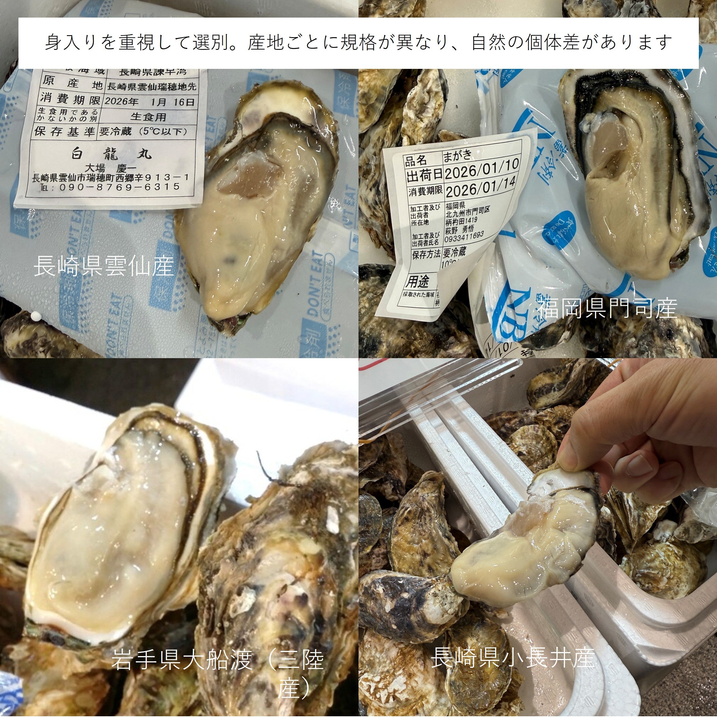 生食用 殻付き牡蠣 20個｜産地厳選おまかせ 豊洲直送 冷蔵