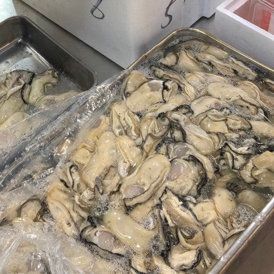 ムキ牡蠣 加熱用 超特大 500g（10-13個）三陸産（岩手県・宮城県）【超特大ムキ牡蠣500g】豊洲直送 冷蔵