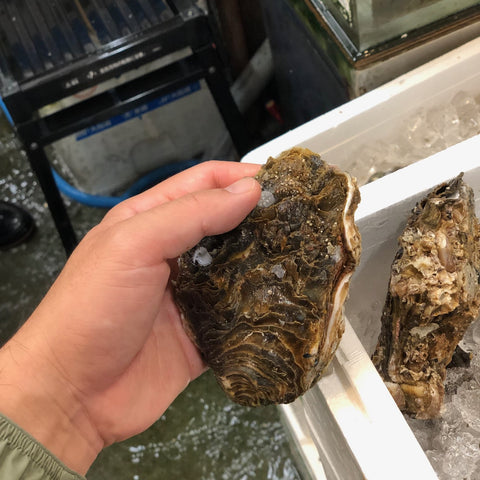 鹿島灘 天然岩牡蠣 （小・中・大サイズ）【鹿島岩ガキ】