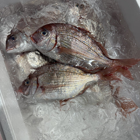 生 カスゴ（春子鯛）1kg（5〜10尾）国産 冷蔵 豊洲直送