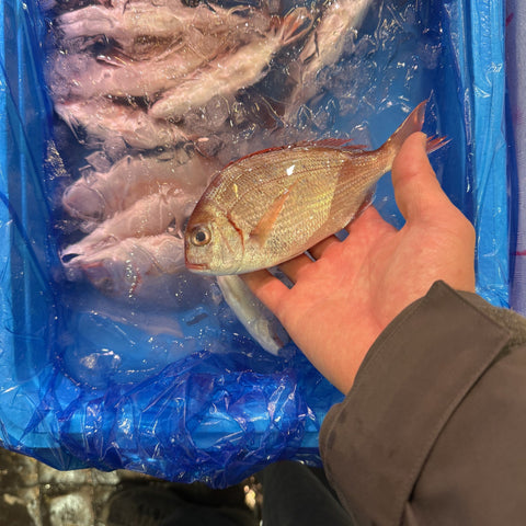 生 カスゴ（春子鯛）1kg（5〜10尾）国産 冷蔵 豊洲直送
