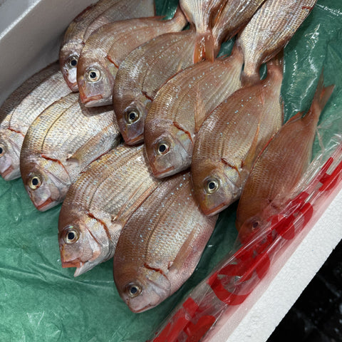 生 カスゴ（春子鯛）1kg（5〜10尾）国産 冷蔵 豊洲直送