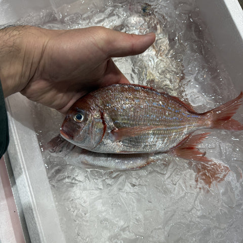 生 カスゴ（春子鯛）1kg（5〜10尾）国産 冷蔵 豊洲直送