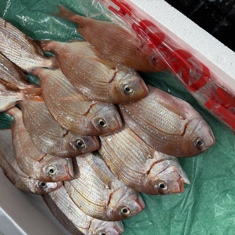 生 カスゴ（春子鯛）1kg（5〜10尾）国産 冷蔵 豊洲直送
