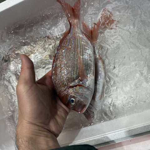 生 カスゴ（春子鯛）1kg（5〜10尾）国産 冷蔵 豊洲直送